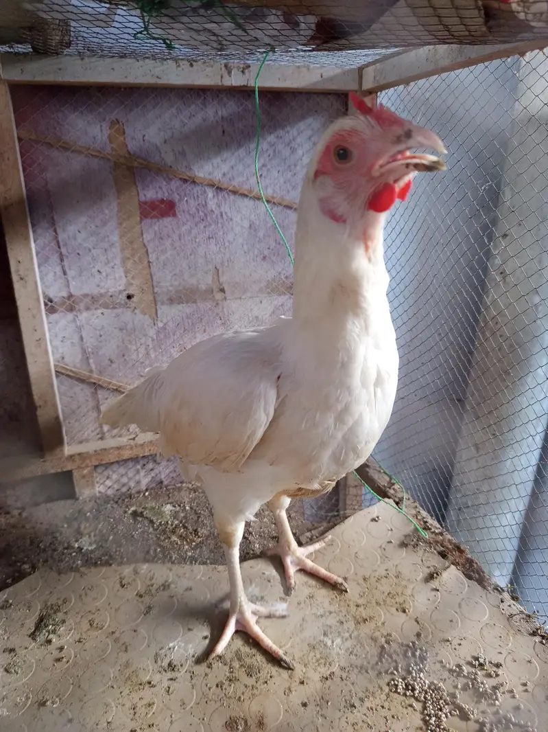 White Aseel for sale — photo 5