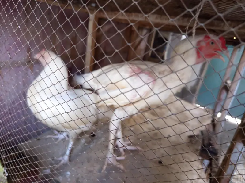 White Aseel for sale — photo 6