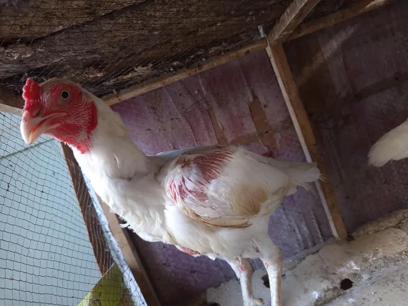 White Aseel for sale — photo 7