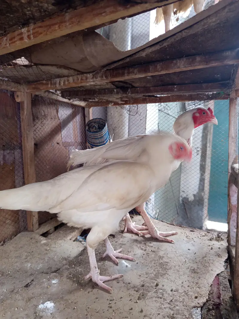 White Aseel for sale — photo 8