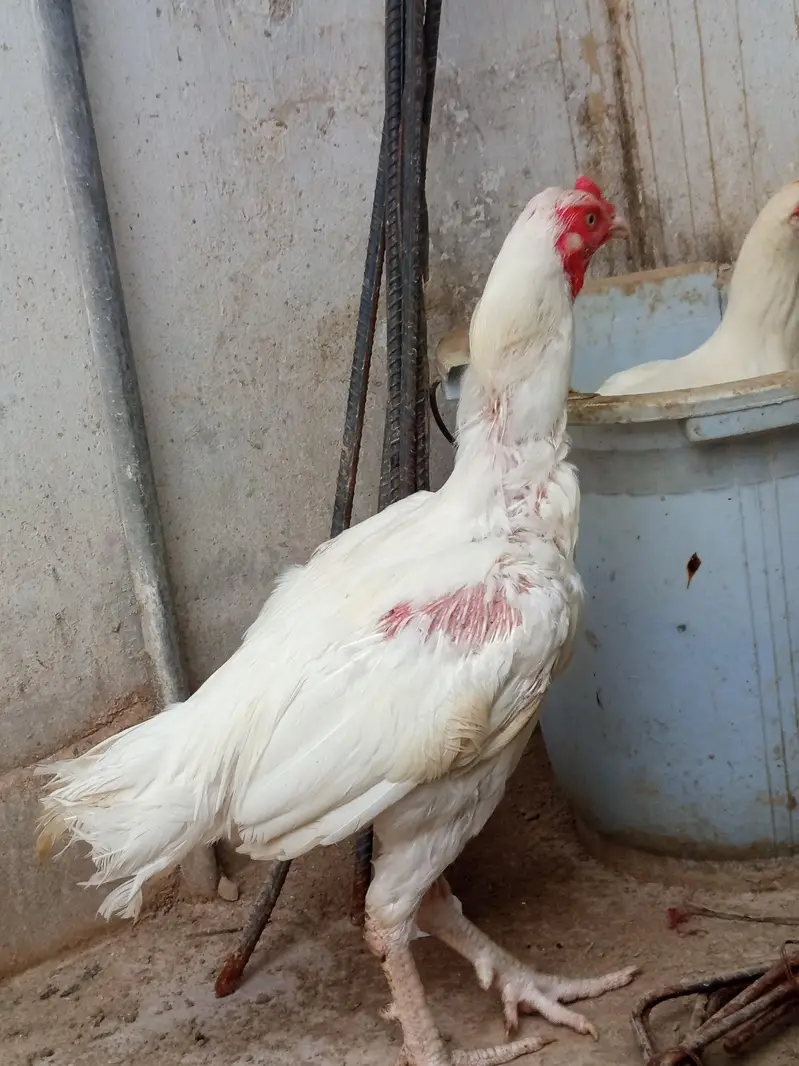 White Aseel for sale — photo 10