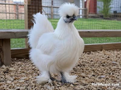 1 Female Breeder Silkie
