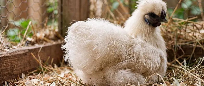 1 Female Breeder Silkie — photo 2