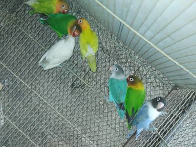 Albino split Ino Fischer Sable Yellow split Mix