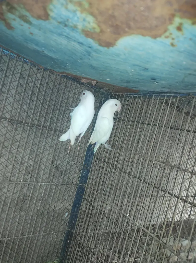 Albino split Ino Fischer Sable Yellow split Mix — photo 4