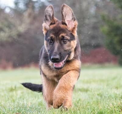 2 German shepherd pups for urgent sale