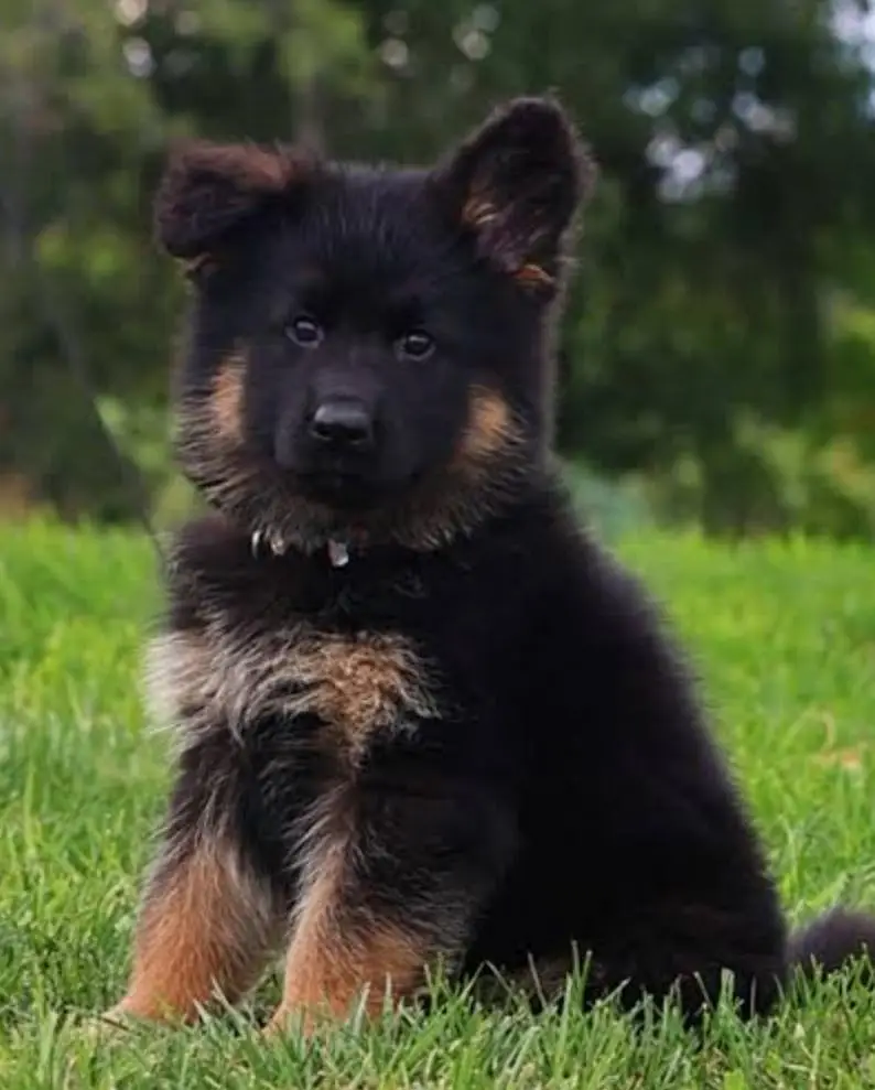 2 German shepherd pups for urgent sale — photo 2