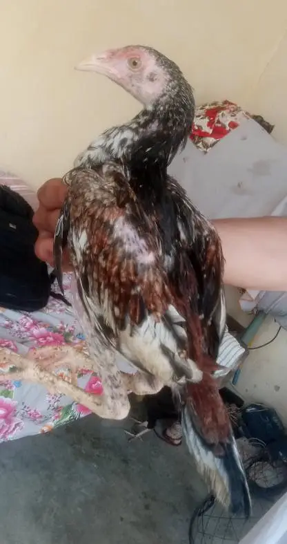 4 aseel chicks — photo 2
