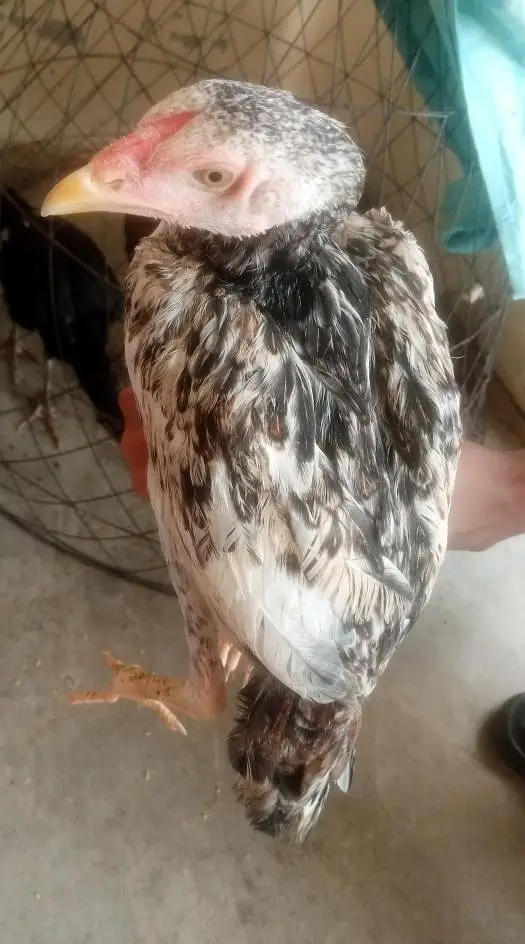 4 aseel chicks — photo 3