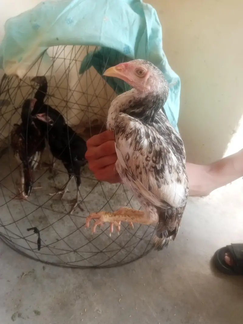 4 aseel chicks — photo 4