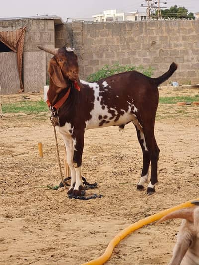 Bisar Tapra Bakra age 10 months