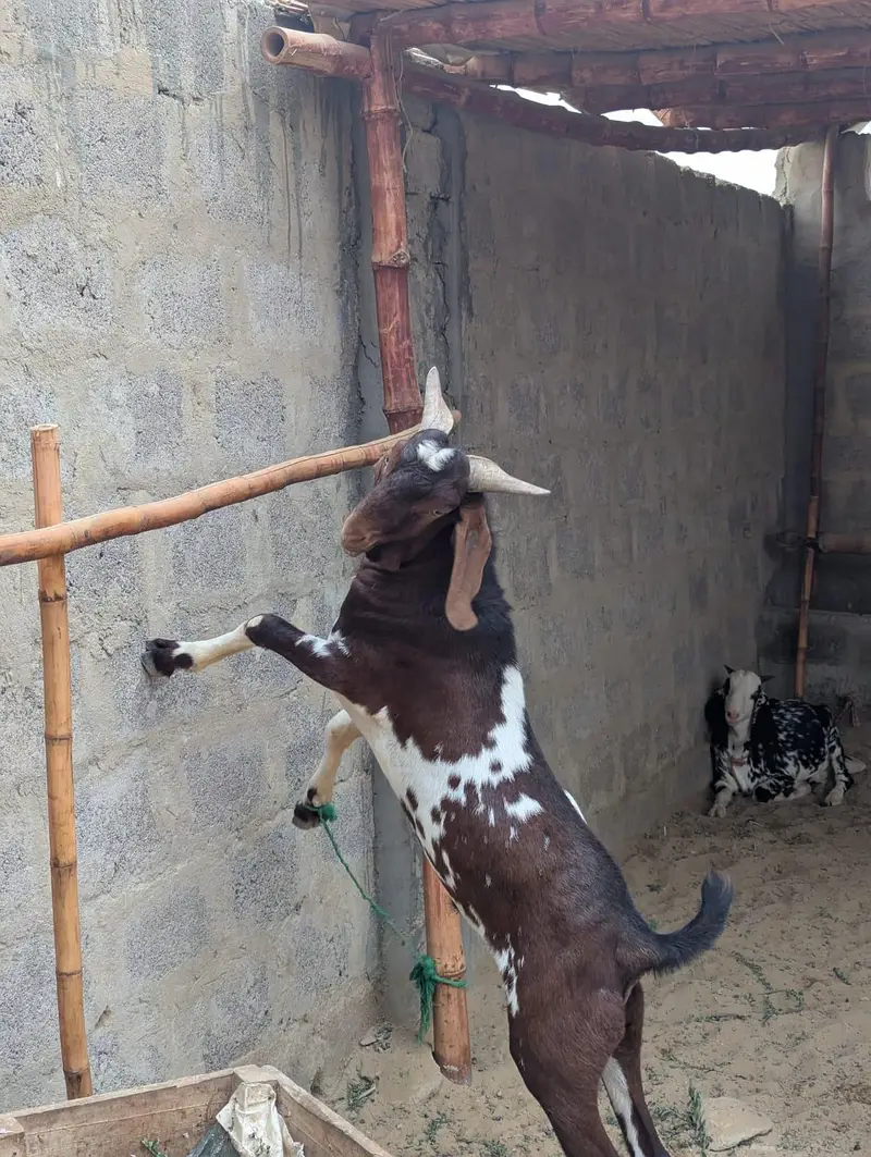 Bisar Tapra Bakra age 10 months — photo 2