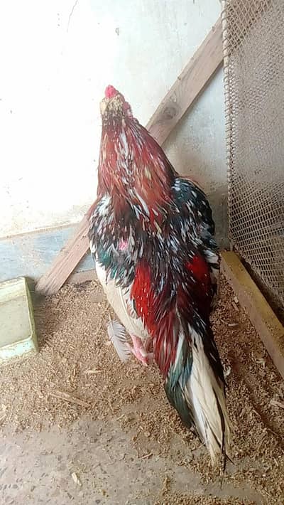 ASEELS For Sale o'3-2/1-8/9-1/8-9/4-2 whatapps