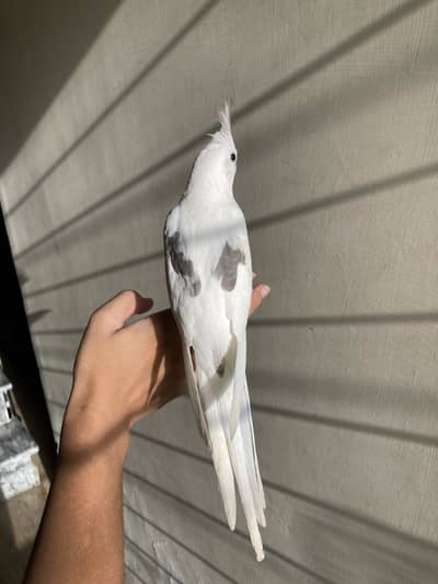tame v pied cocktail