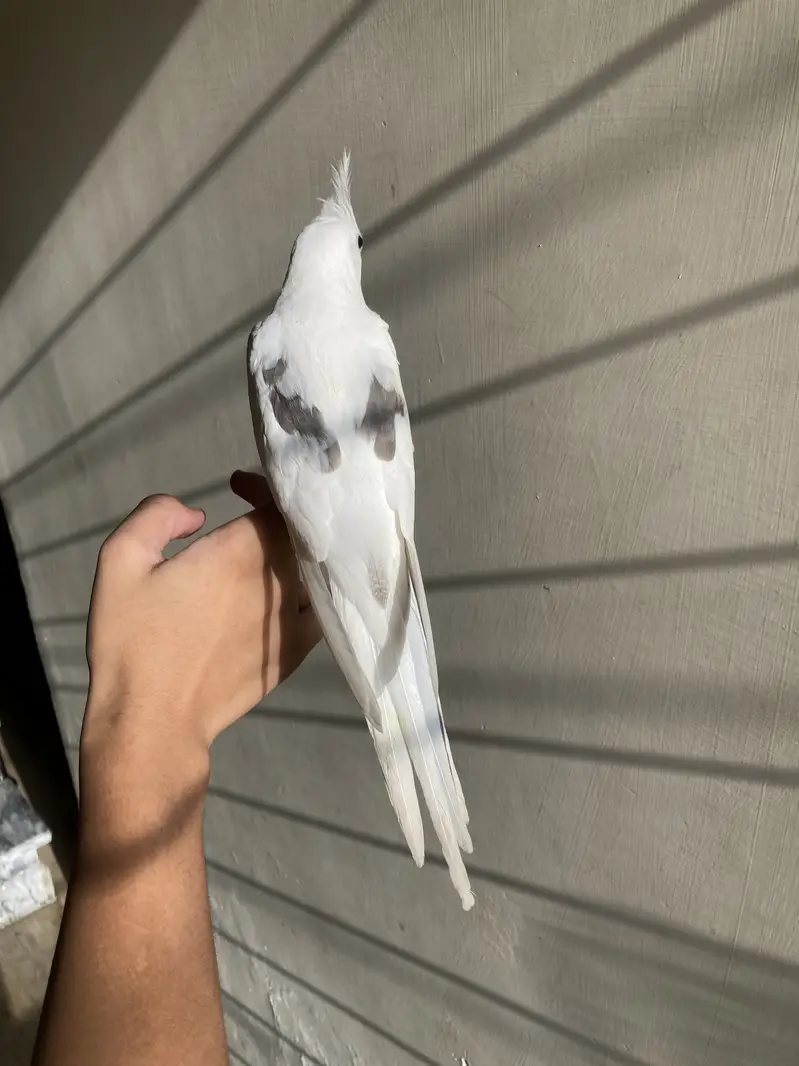 tame v pied cocktail — photo 2