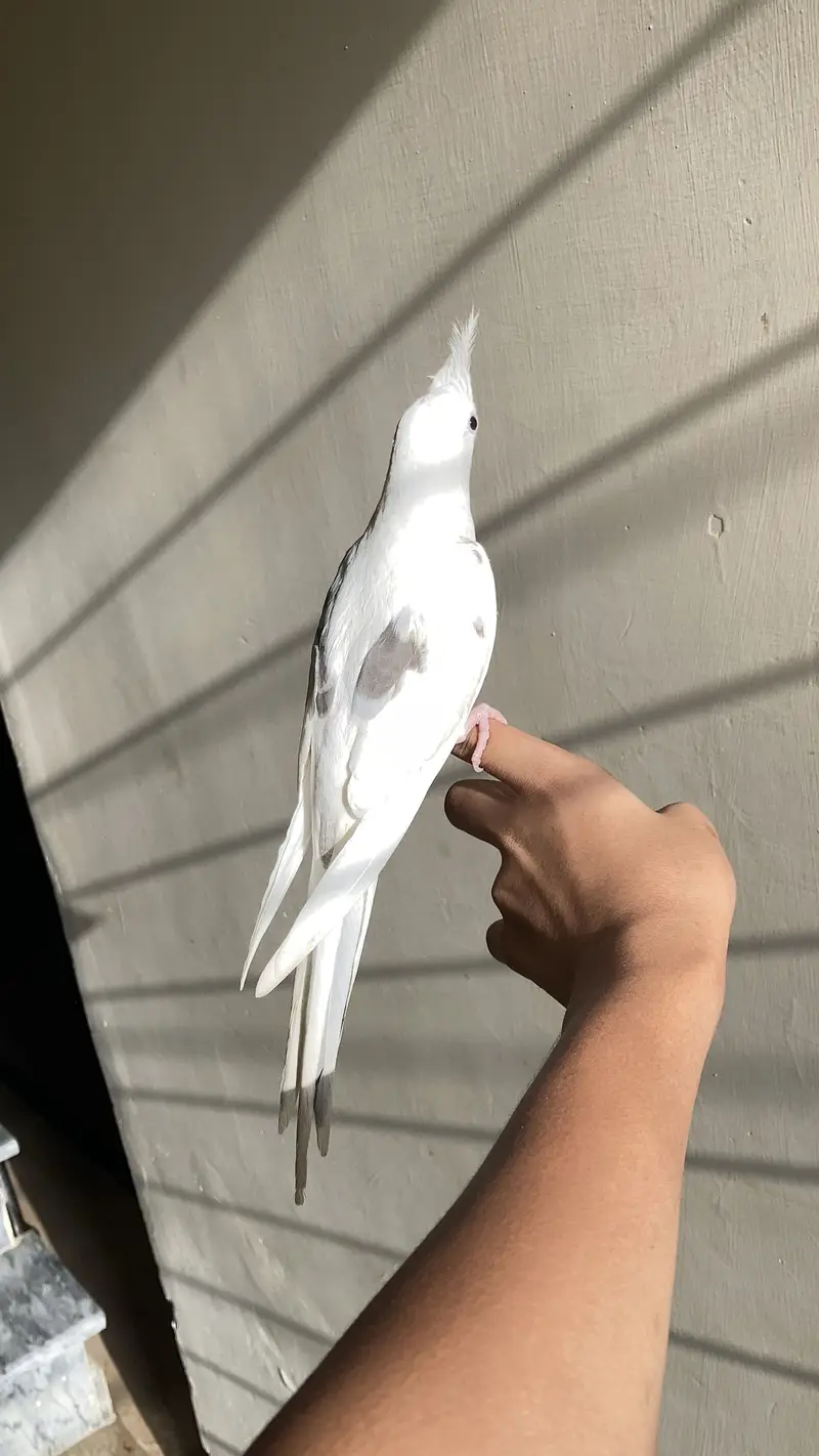 tame v pied cocktail — photo 3