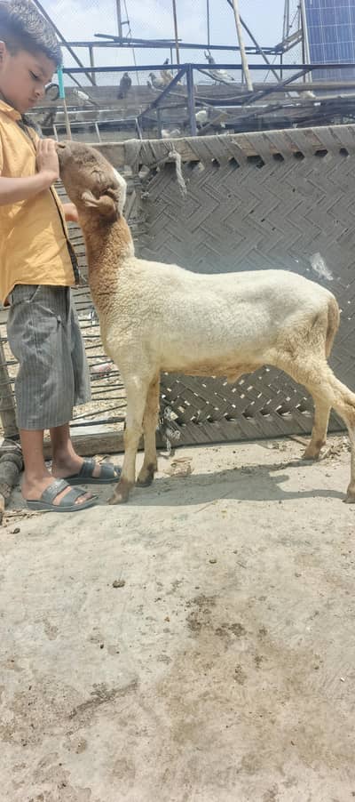 pure Mundra male kid