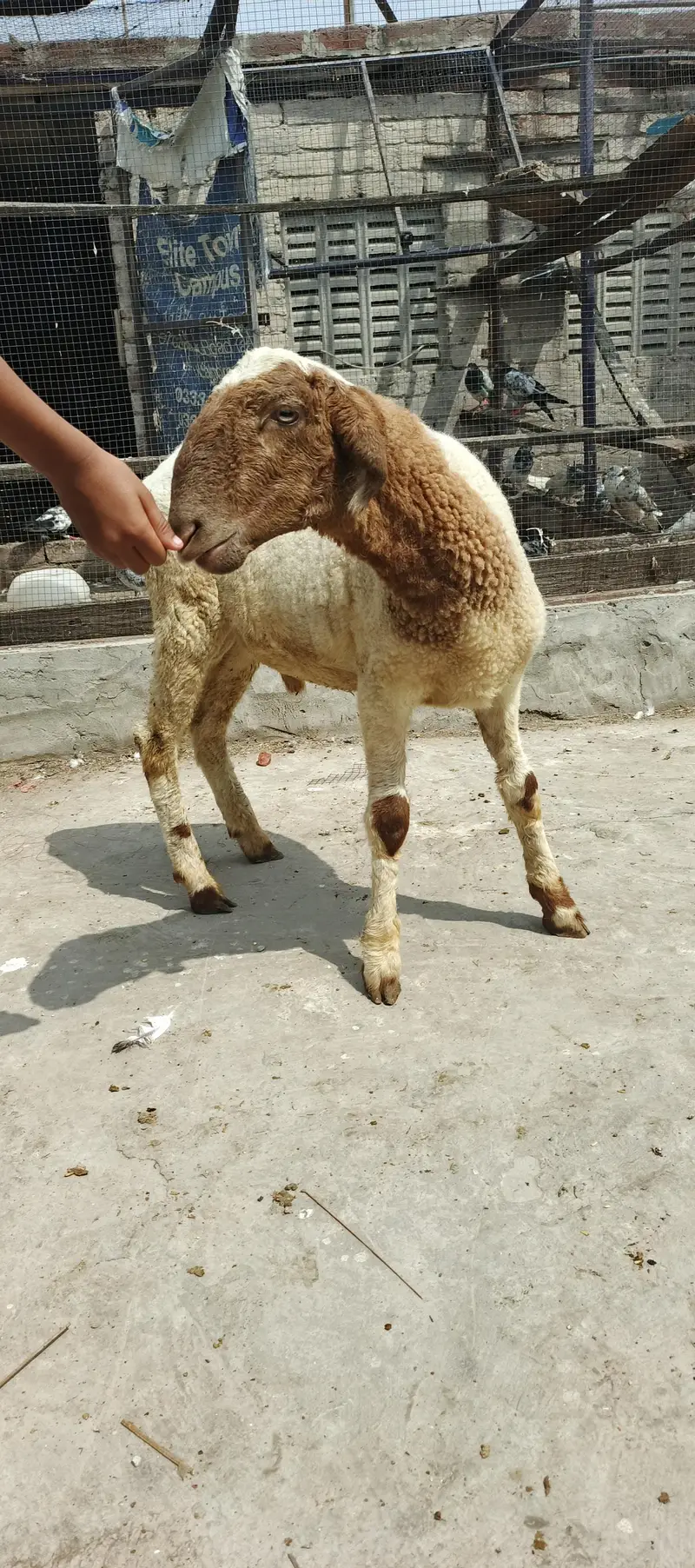 pure Mundra male kid — photo 2