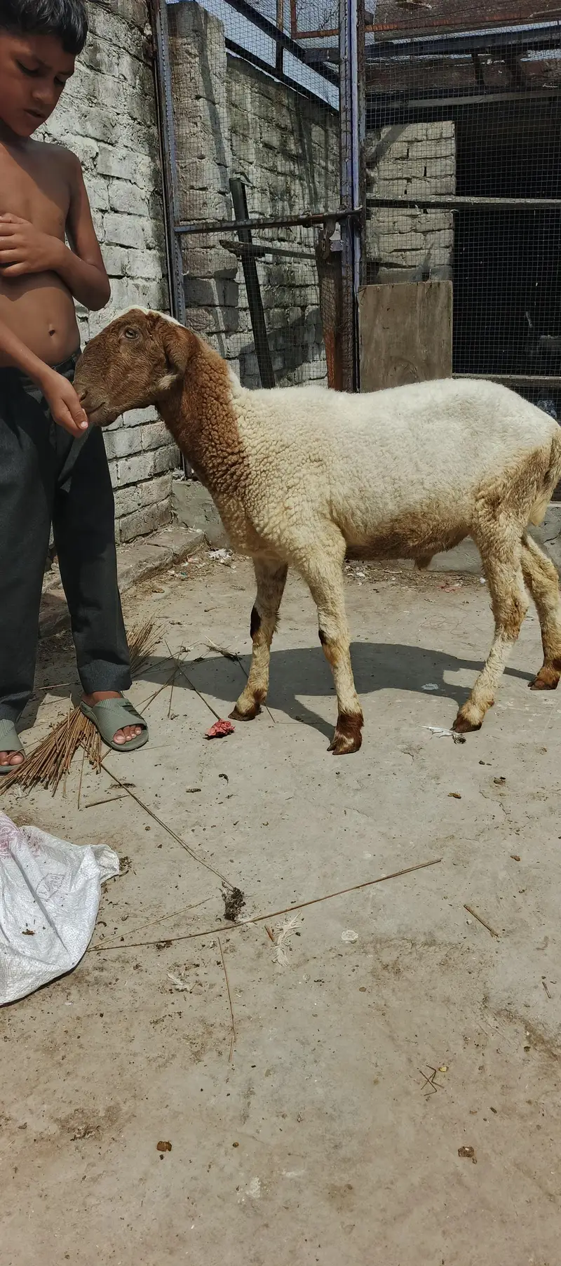 pure Mundra male kid — photo 3