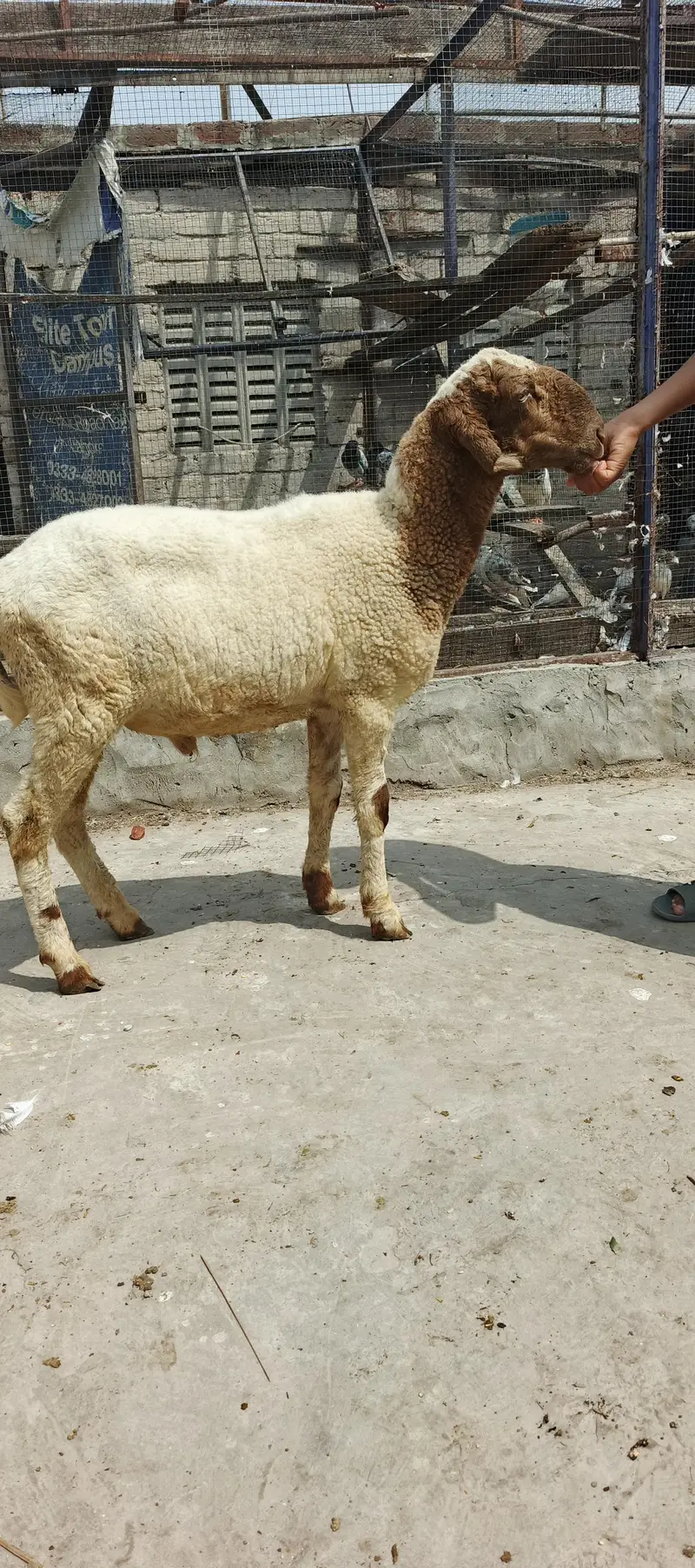 pure Mundra male kid — photo 4