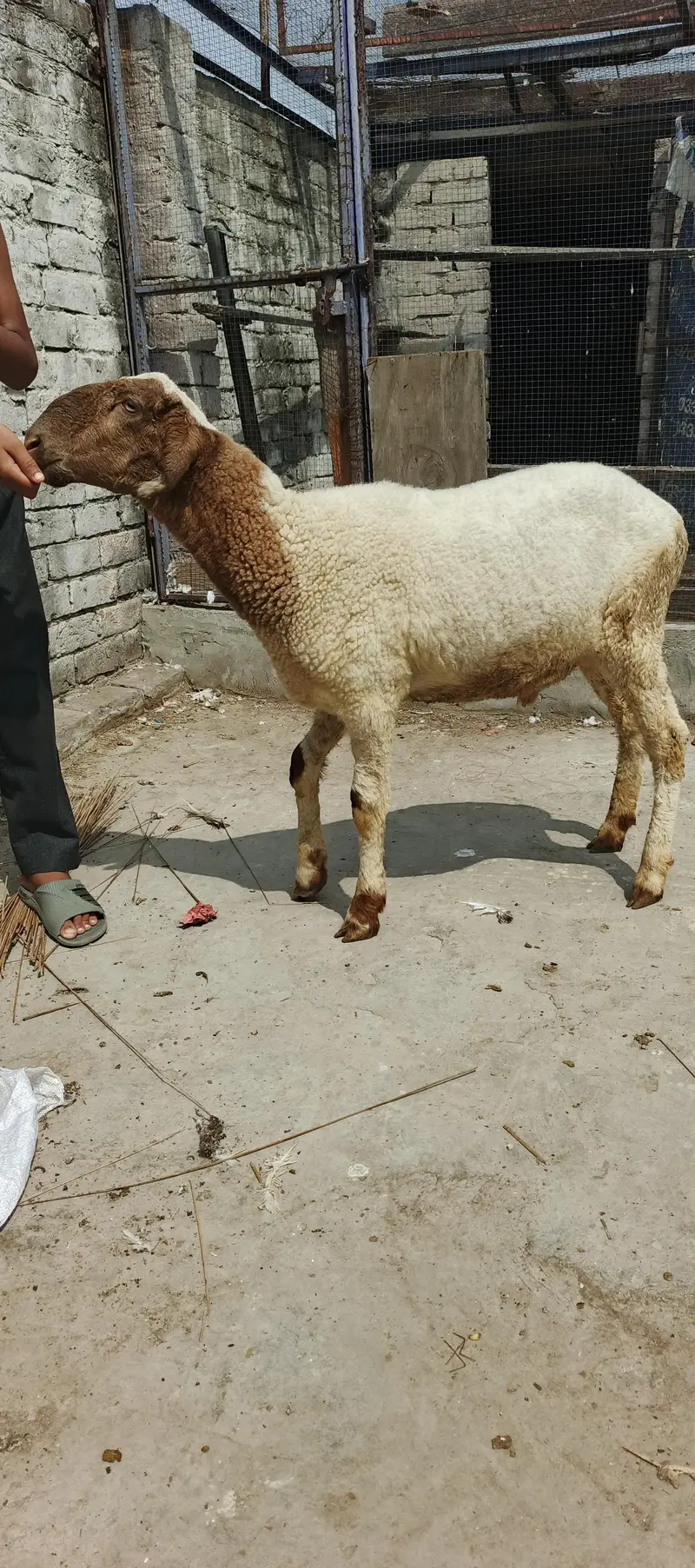 pure Mundra male kid — photo 5
