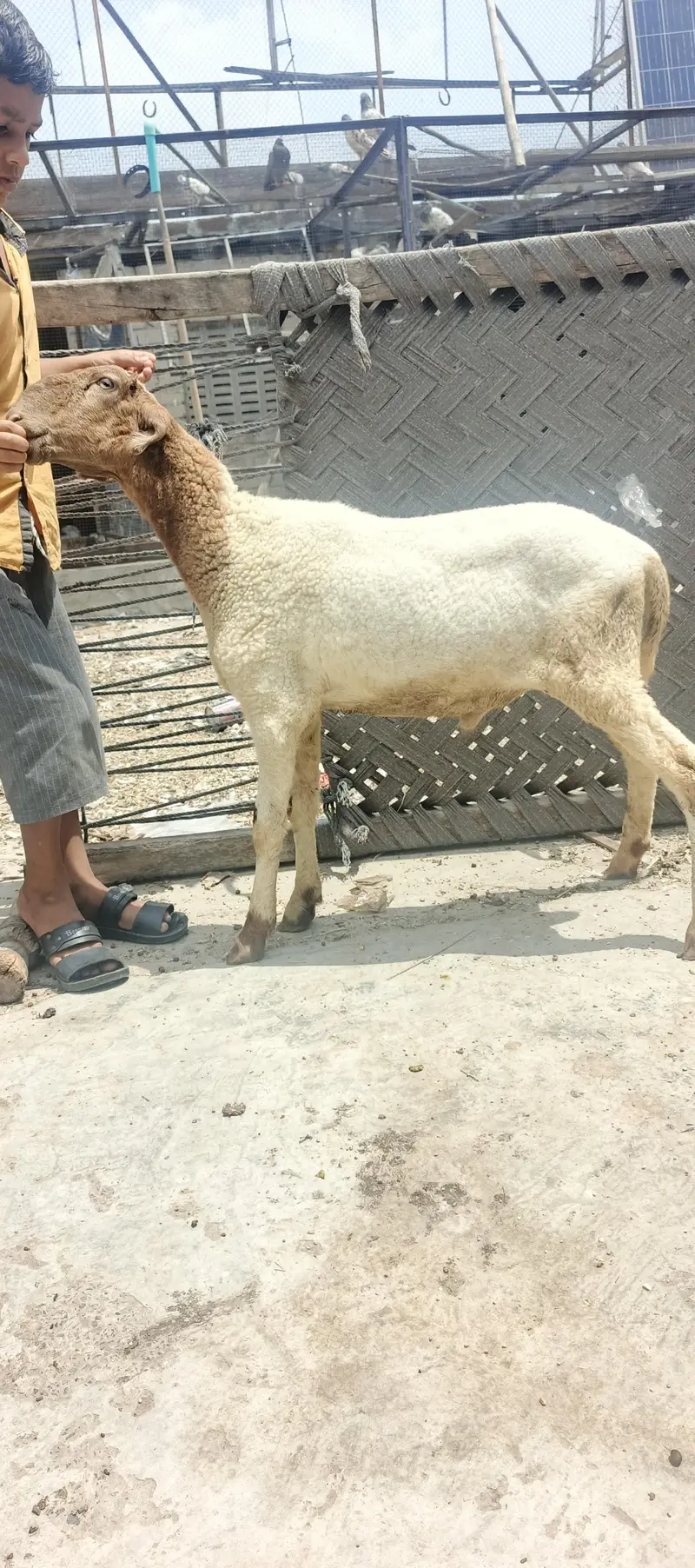 pure Mundra male kid — photo 6