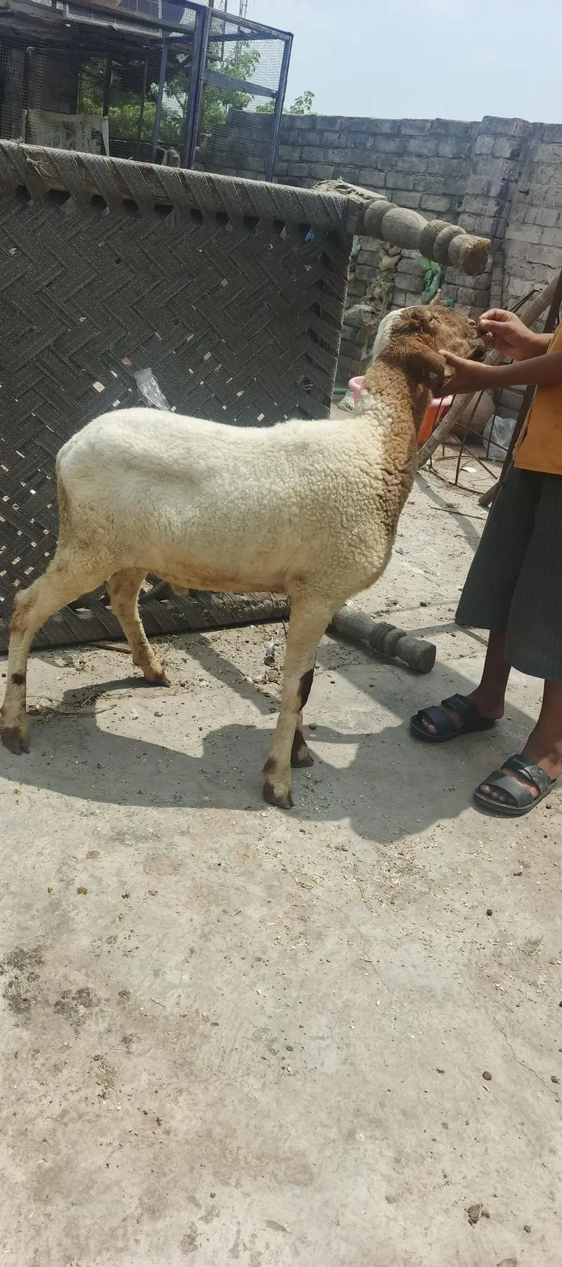 pure Mundra male kid — photo 7