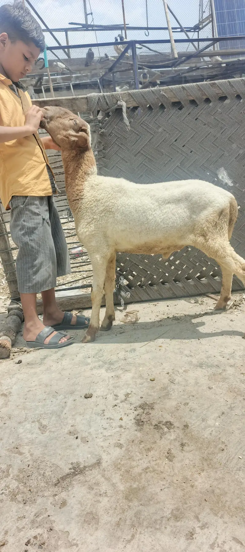 pure Mundra male kid — photo 8