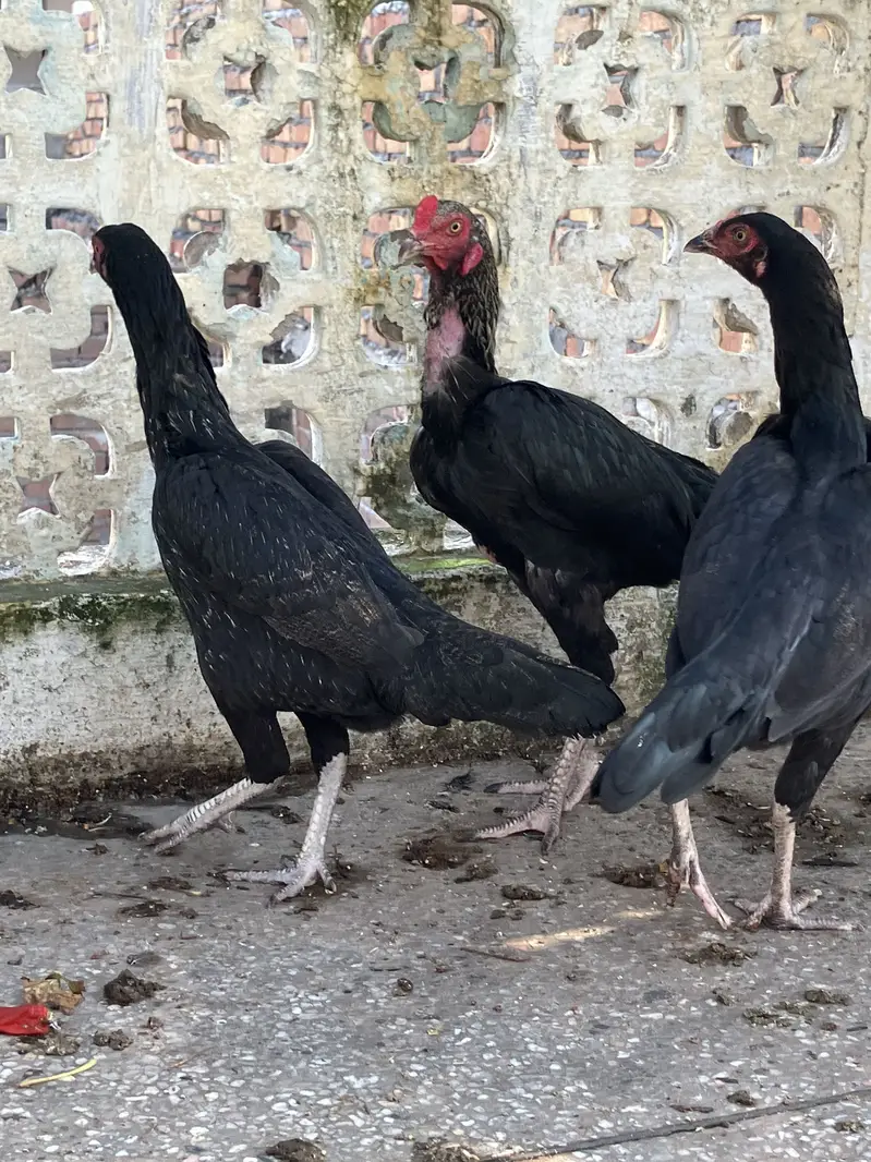 3 Black Mushkay 1 male and 2 female age is 5 months good quality ASEEL — photo 7