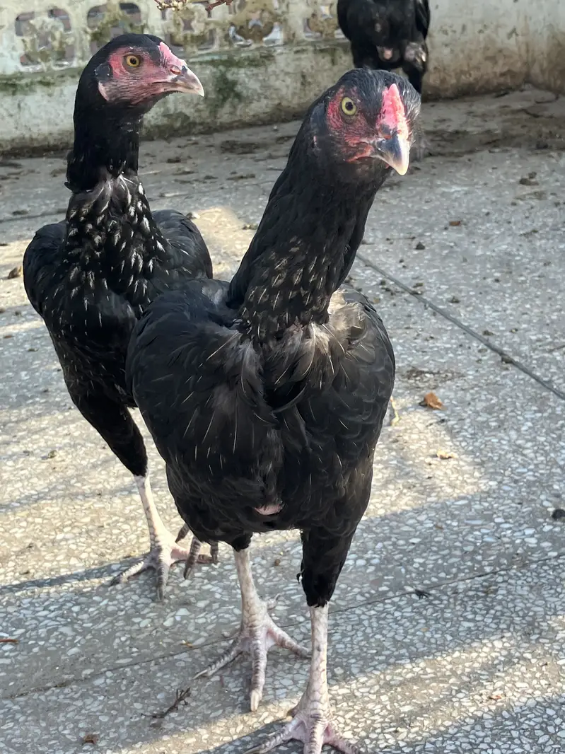 3 Black Mushkay 1 male and 2 female age is 5 months good quality ASEEL — photo 8