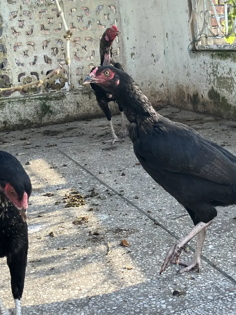 3 Black Mushkay 1 male and 2 female age is 5 months good quality ASEEL — photo 2