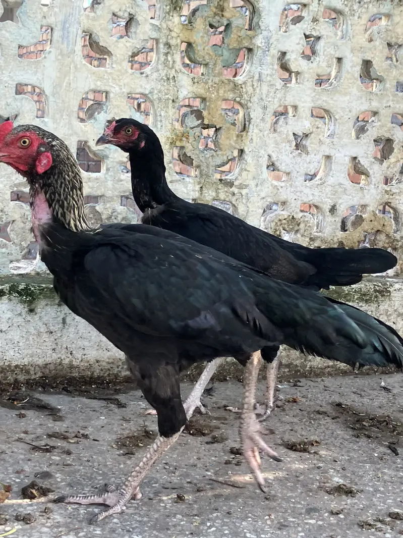 3 Black Mushkay 1 male and 2 female age is 5 months good quality ASEEL — photo 3
