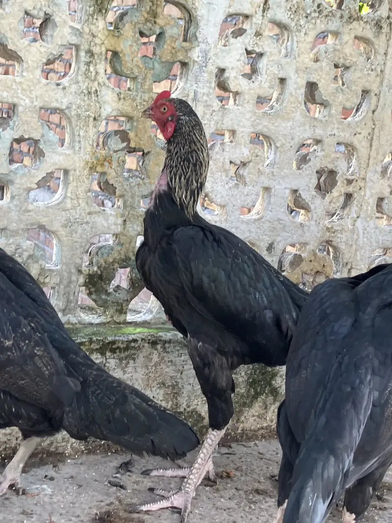 3 Black Mushkay 1 male and 2 female age is 5 months good quality ASEEL — photo 4