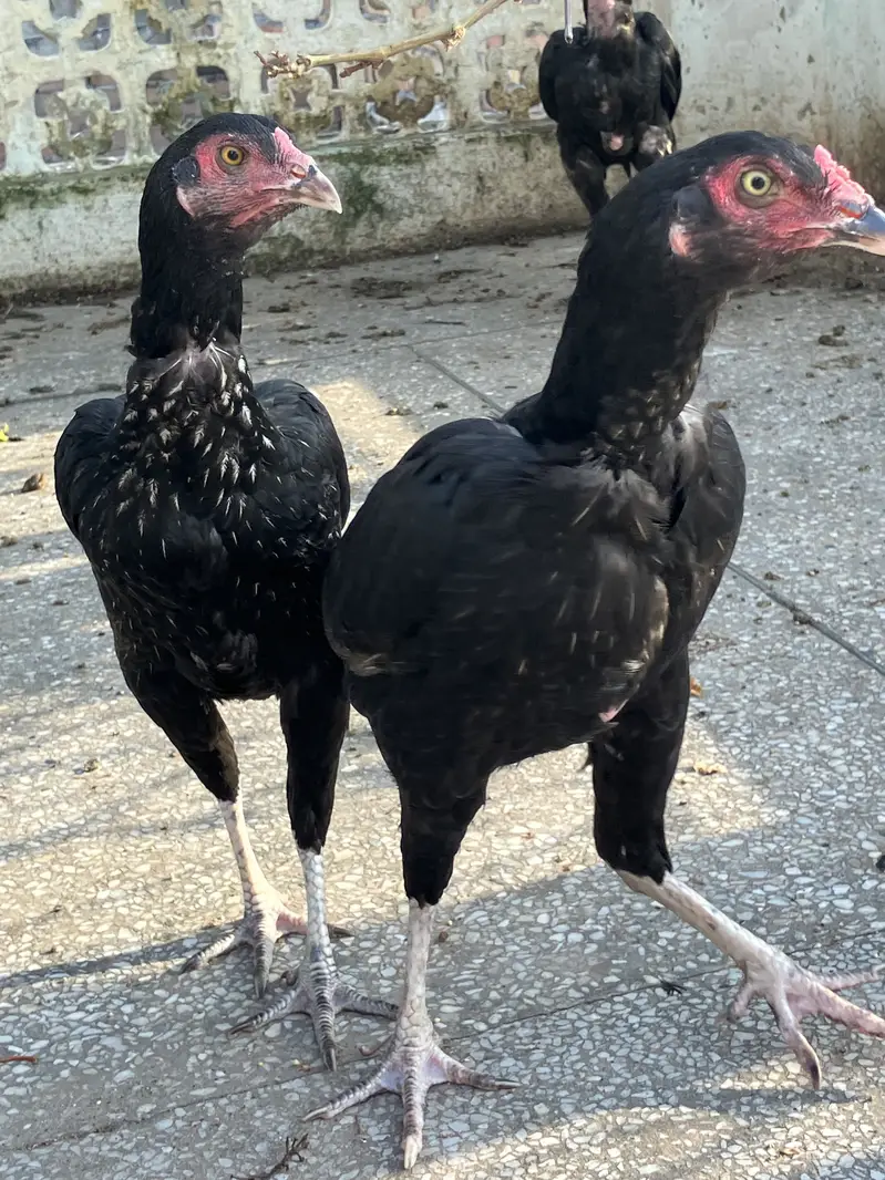 3 Black Mushkay 1 male and 2 female age is 5 months good quality ASEEL — photo 5