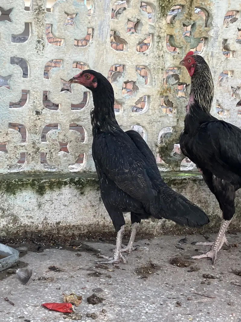 3 Black Mushkay 1 male and 2 female age is 5 months good quality ASEEL — photo 6