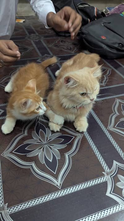 purebred Persian cat femal cat and male kitten