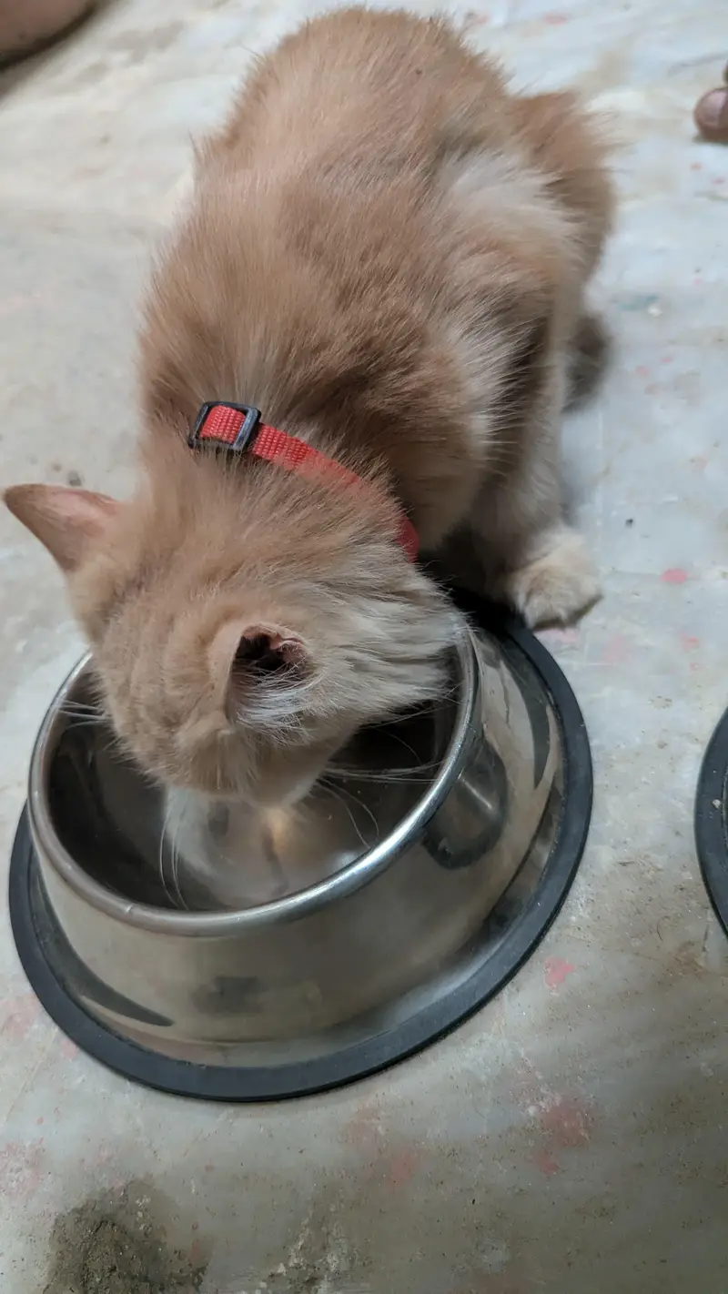purebred Persian cat femal cat and male kitten — photo 2