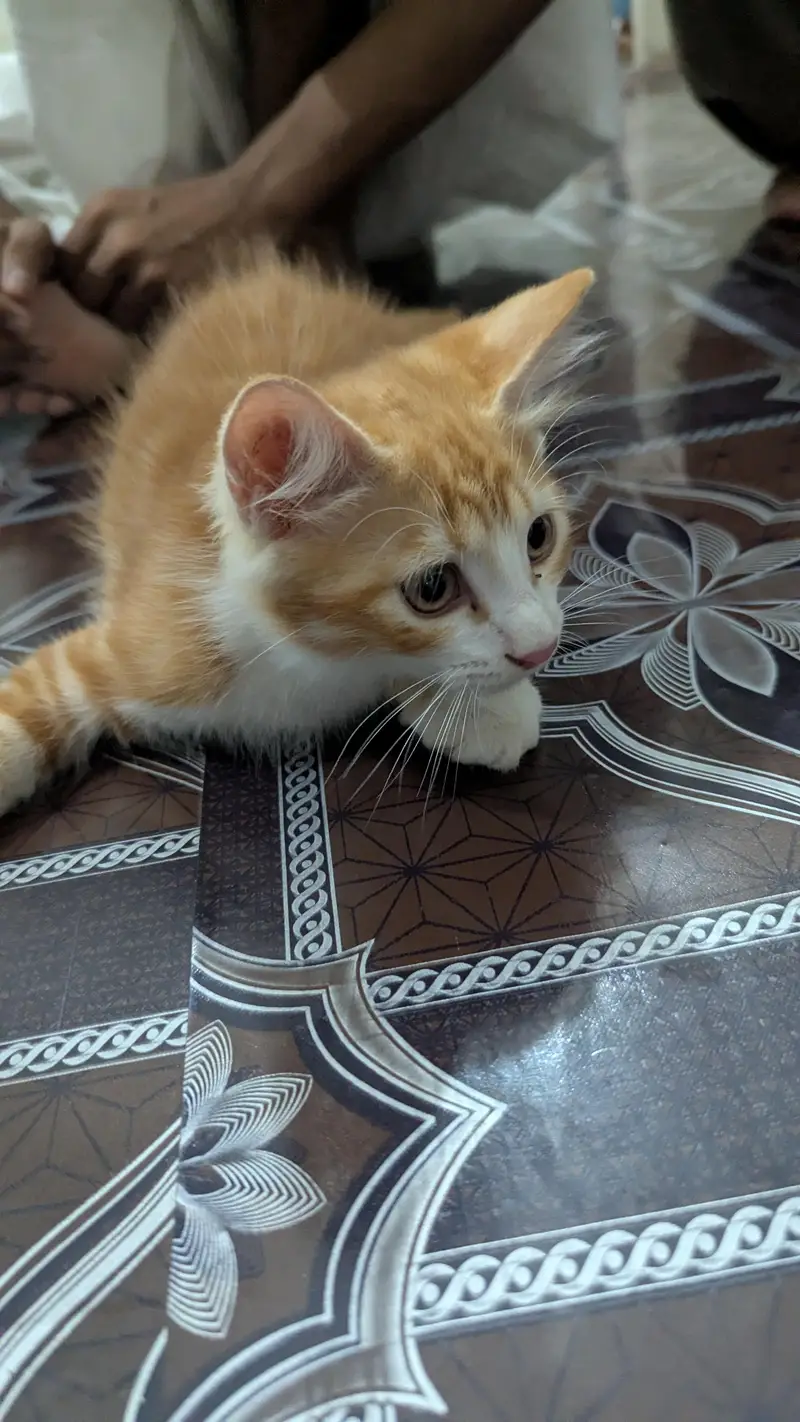 purebred Persian cat femal cat and male kitten — photo 3