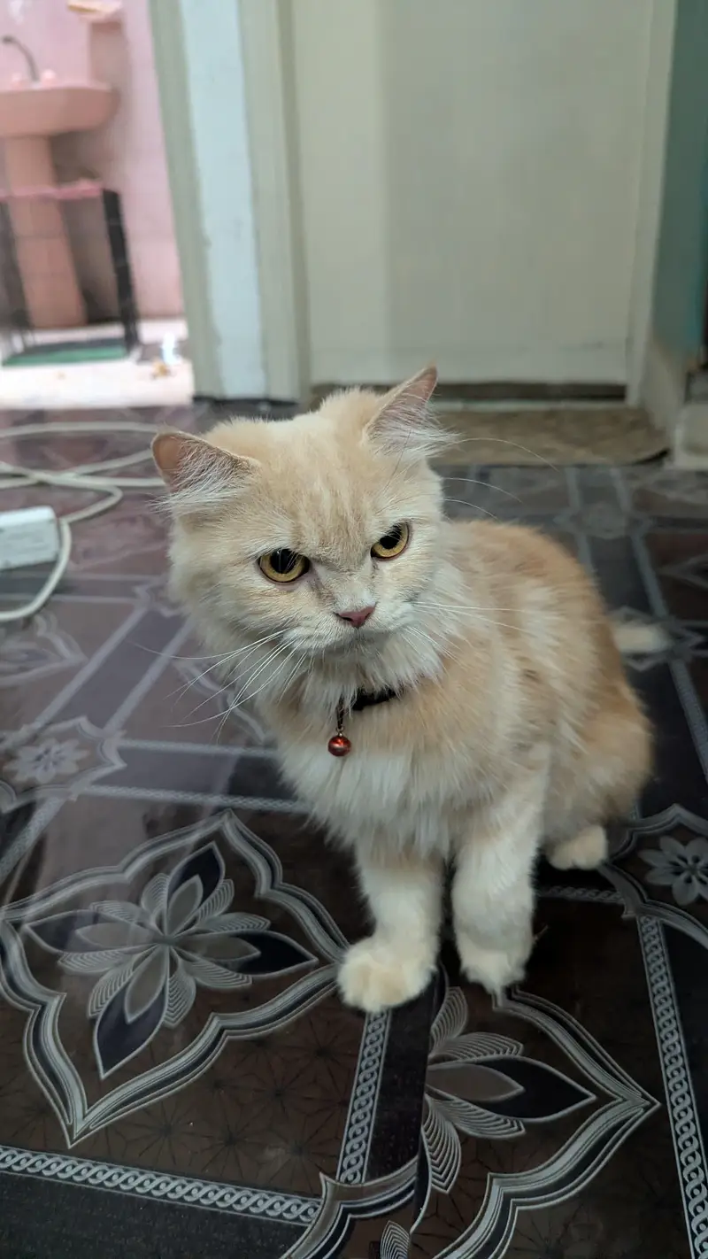 purebred Persian cat femal cat and male kitten — photo 4