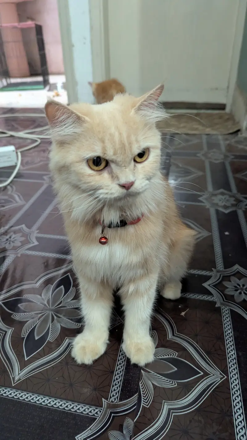 purebred Persian cat femal cat and male kitten — photo 5