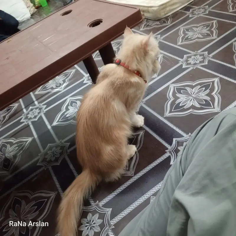 purebred Persian cat femal cat and male kitten — photo 6