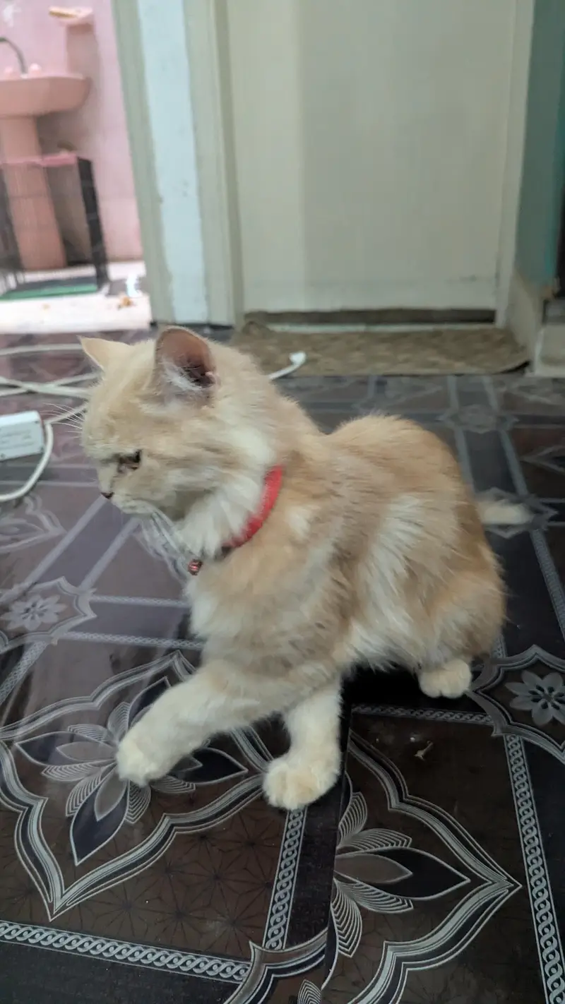 purebred Persian cat femal cat and male kitten — photo 8