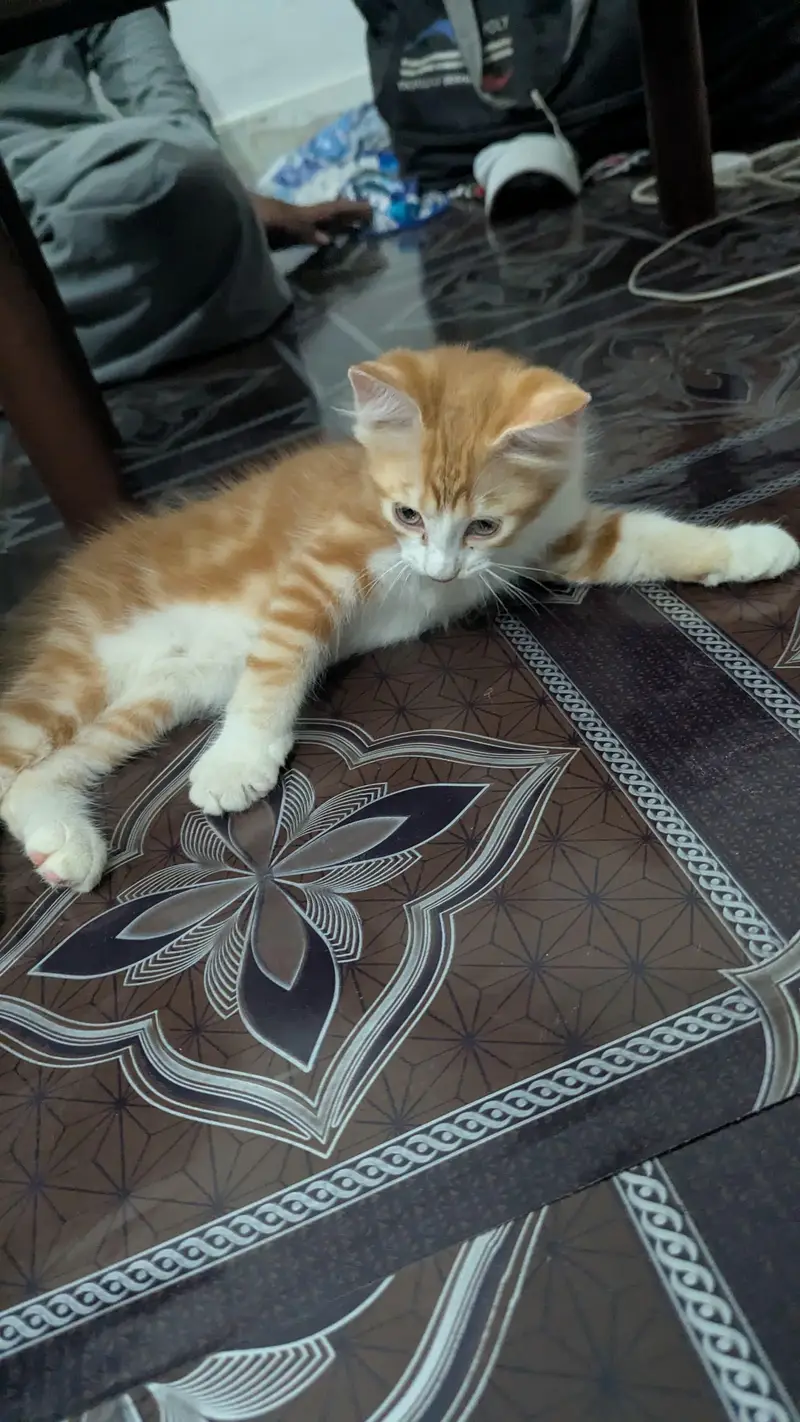 purebred Persian cat femal cat and male kitten — photo 9