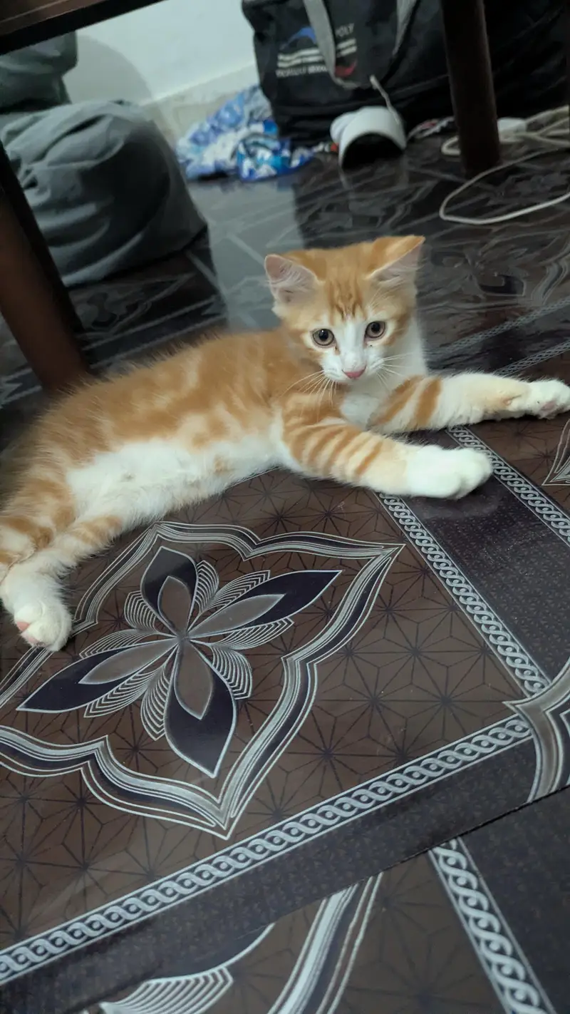 purebred Persian cat femal cat and male kitten — photo 10