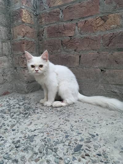 Parsian cut