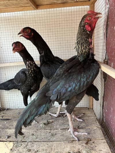 Black Mushkay 1 male and 2 female age is 5 months good quality ASEEL