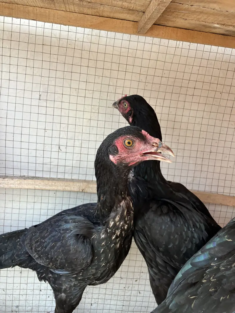 3 Black Mushkay 1 male and 2 female age is 5 months good quality ASEEL — photo 9