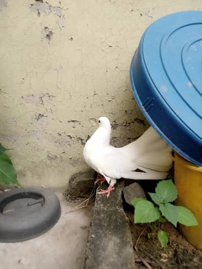 Home breed Indian Fantail
