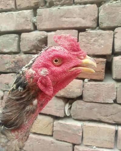 imported pathay tyar for sale 0308#8719#257