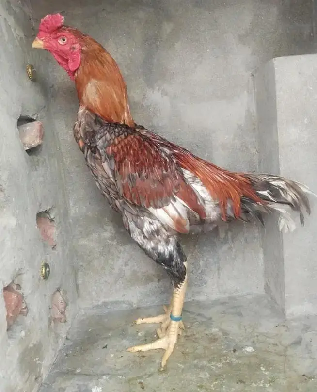 imported pathay tyar for sale 0308#8719#257 — photo 8